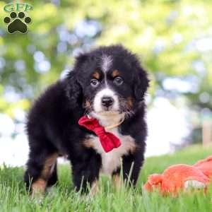 Grasshopper, Mini Bernedoodle Puppy